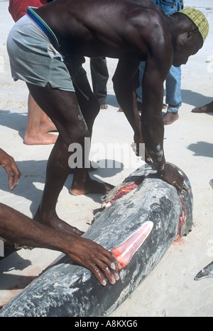 Africans cutting off a shark`s fin for export to Asia Stock Photo